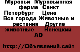 Муравьи, Муравьинная ферма. Санкт-Петербург. › Цена ­ 550 - Все города Животные и растения » Другие животные   . Ненецкий АО